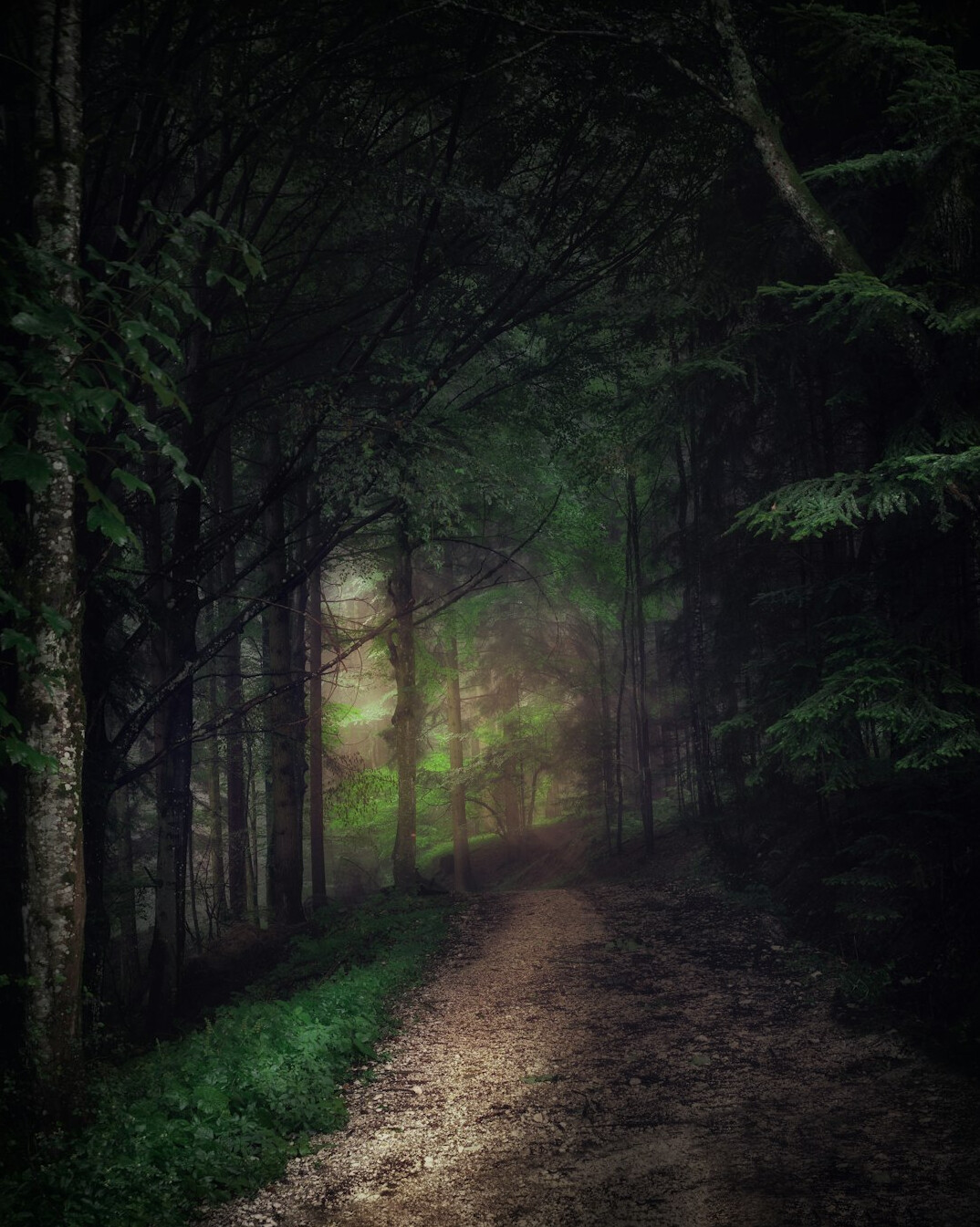 creepy forest path